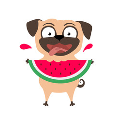Cute, happy pug with watermelon. Funny dog eats fruits. Comic summer vector illustration for print.