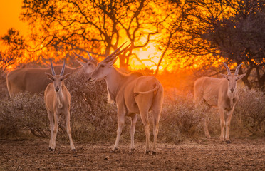 A herd of eland (taurotragus oryx) gathered around shrubs under an intense orange sunset