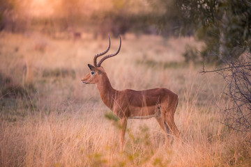 A lone male impala (aepyceros melampus) standing in a grassy clearing at sunset