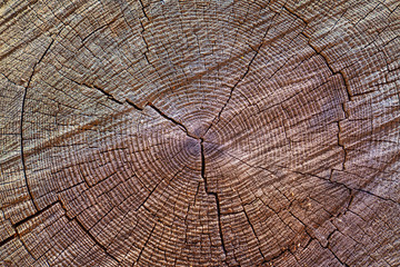 Tree stump background. Brown Wooden texture background.