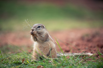 Naklejka na ściany i meble An African Ground Squirrel (Xerus Sciuridae) sitting in an upright position and nibbling on a strand of grass, South Africa
