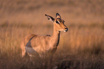 A lone female impala (aepyceros melampus) looking into the distance at golden hour, South Africa