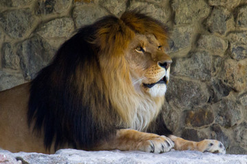 Naklejka na ściany i meble Lion resting at summer day