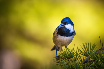 Cute little bird. Dark green nature background. 