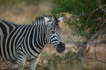 Fototapeta na wymiar A burchells zebra or also known as the plains zebra.