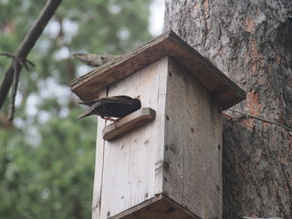 Starling near the birdhouse. Artificial bird's nest.