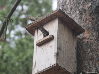Starling near the birdhouse. Artificial bird's nest.