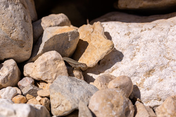 Small lizard on the stones