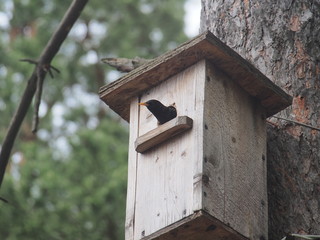 Starling near the birdhouse. Artificial bird's nest.