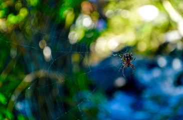 Spider on Web