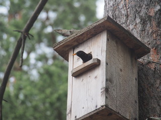 Starling near the birdhouse. Artificial bird's nest.