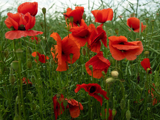 Obraz premium Roter Mohn