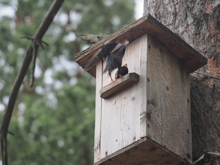 Starling near the birdhouse. Artificial bird's nest.