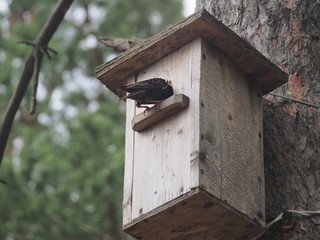 Starling near the birdhouse. Artificial bird's nest.