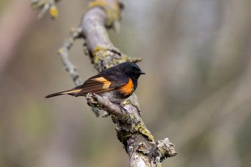 American Redstart adult breeding male perched in a  branch in the forest.