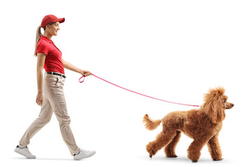 Female dog walker walking a red poodle