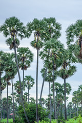 Palm fields in rural of Cambodia.