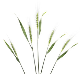 Fototapeta premium Green young wheat isolated on white background, clipping path
