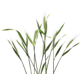 Green young wheat isolated on white background, clipping path
