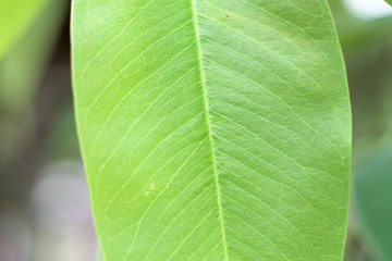 Closeup nature view of green leaf with copy space using as background natural green.