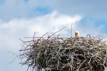 Nest of the stork.