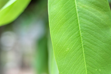 Closeup nature view of green leaf on blurred greenery background in garden