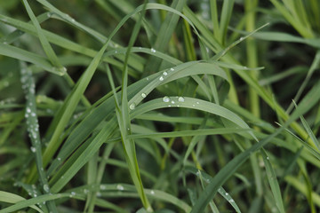 dew drops on green grass