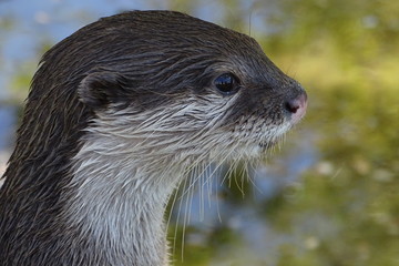 Cute European otter at the zoo