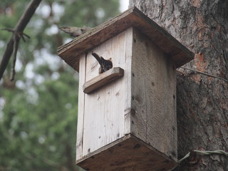 Starling near the birdhouse. Artificial bird's nest.