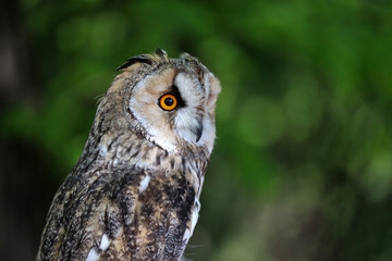 Owl portrait on green blurred background. Small long-eared owl (Asio otus) in a forest, nocturnal bird