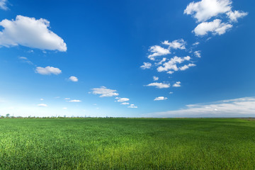 green young wheat field / bright Sunny day agriculture