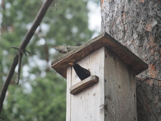 Starling near the birdhouse. Artificial bird's nest.