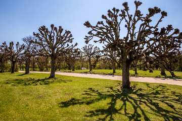Obraz premium Alley of old trees with path