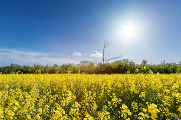 Obraz premium field channels in the backlight / bright hot summer day