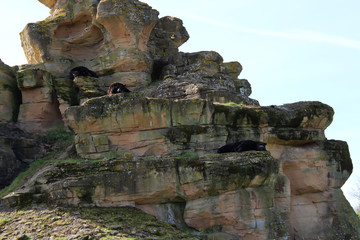 animaux sauvages / ours noir d'amérique
