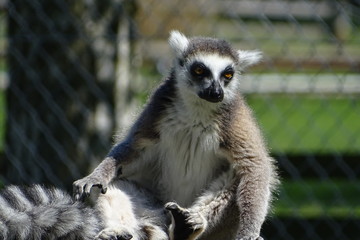 Cute ring-tailed lemur eating at the zoo