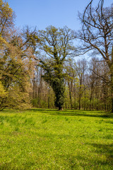 English park with old trees