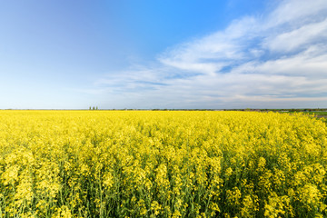 Fototapeta premium photo canola field / bright hot summer day landscape in nature