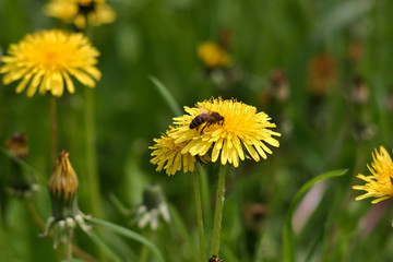 hard-working bee on yellow dandelion