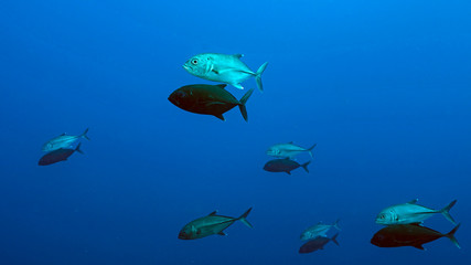 Bigeye Trevally Couples in Tubbataha. The Tubbataha Reef Marine Park is UNESCO World Heritage Site in the middle of Sulu Sea, Philippines.