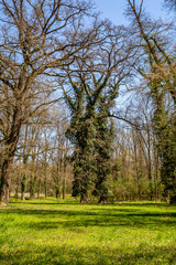 English park with old trees