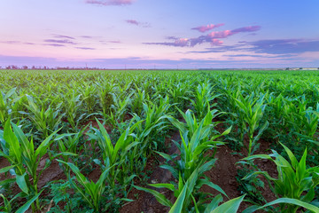 a corn field just after sunset / bright summer photo field of Ukraine