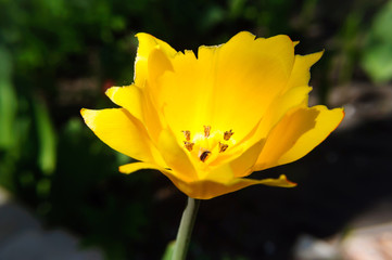 Open bud yellow terry tulip in the garden.