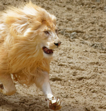 White Lion Running In The Sand 