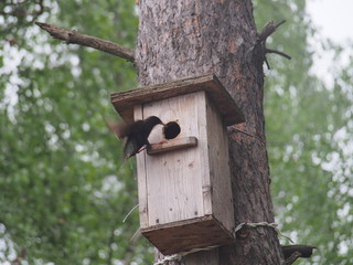 Starling near the birdhouse. Artificial bird's nest.