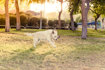 fuzzy adult Labrador playful happiness dog portrait carries a stick in his mouth in park outdoor green sunny space environment to walking with domestic pets