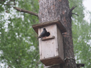 Starling near the birdhouse. Artificial bird's nest.