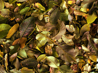 Image of walnut leaves making background on the ground in nice golden green and brown colour shades.