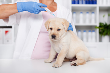 Veterinary healthcare professional giving an injection to a cute sitting puppy dog