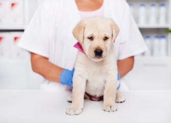 Cute female labrador puppy dog sitting on the examination table at the veterinary doctor office